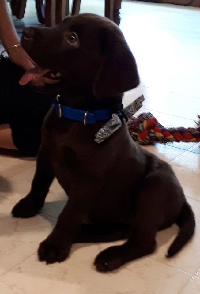 How do I teach my Lab Puppy not to bite?