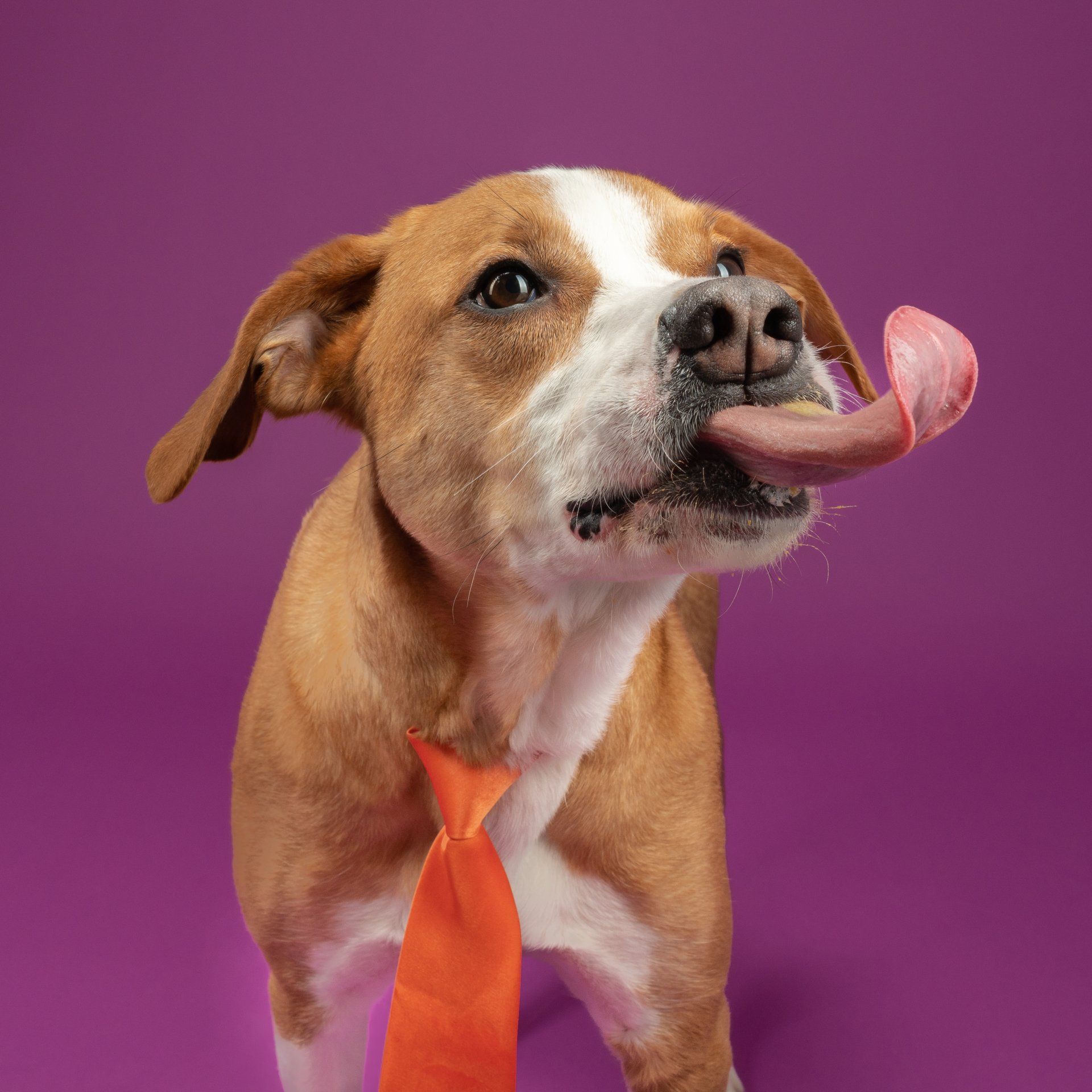 The TRUTH About Peanut Butter For Dogs