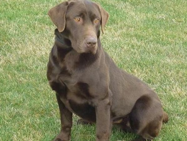 Labrador Retriever Breeder Ontario – Our Program