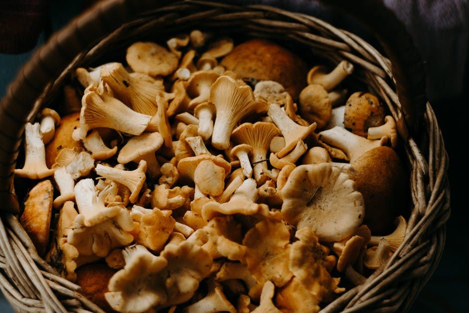 Everything You Need to Know About What Makes Porcini Mushrooms Molto Buoni