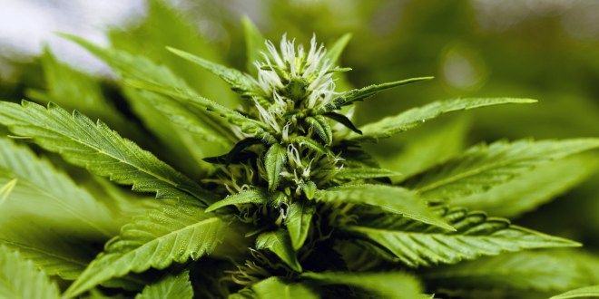 How to Open a Testing Lab for Cannabis Products: The Complete Guide