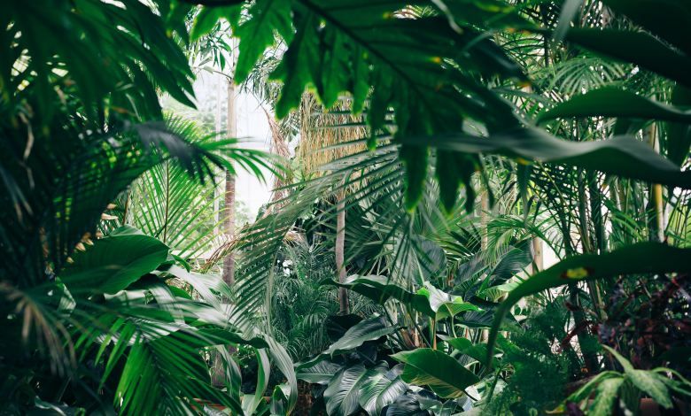 House Plants that Improve Air Quality