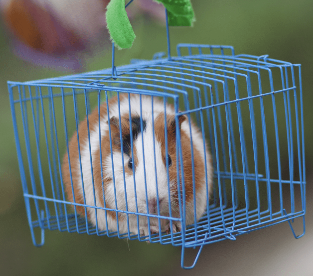 best guinea pig cage