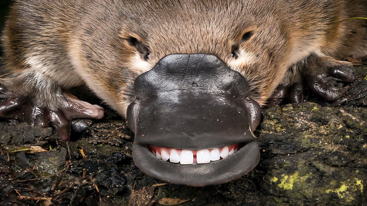 most deadliest animal in the world