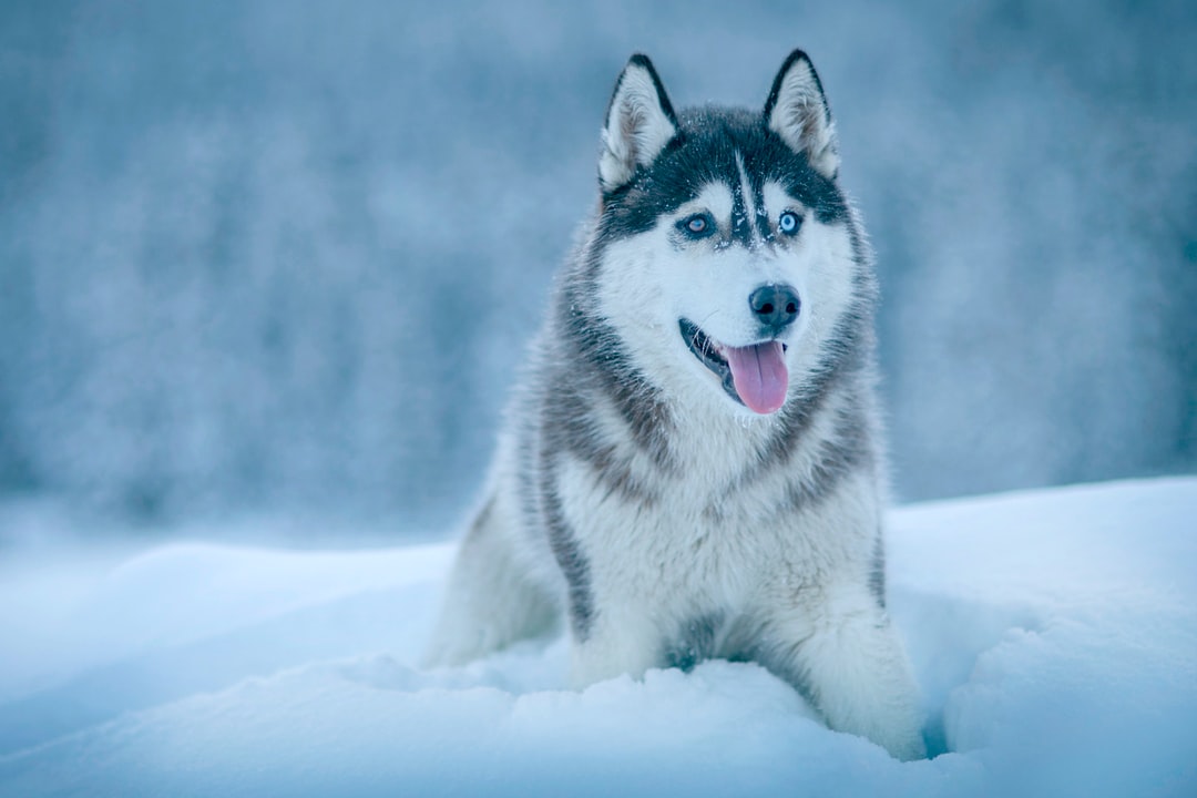 why do huskies howl a lot