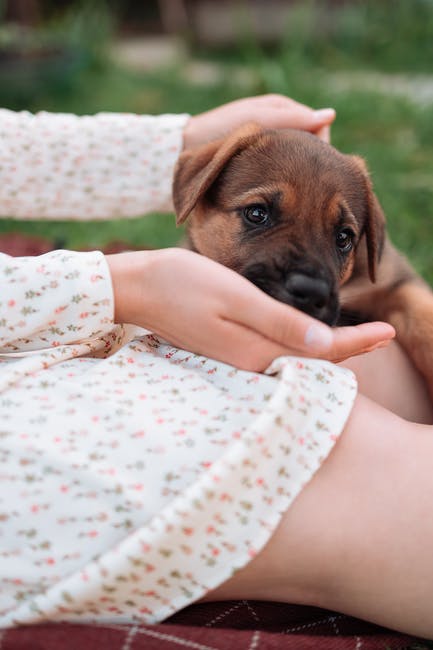 how much food do you feed a puppy