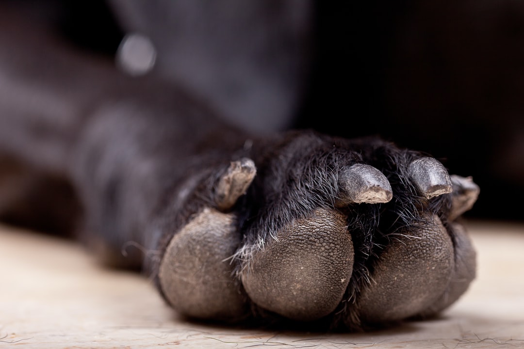 how do dogs paw pads heal