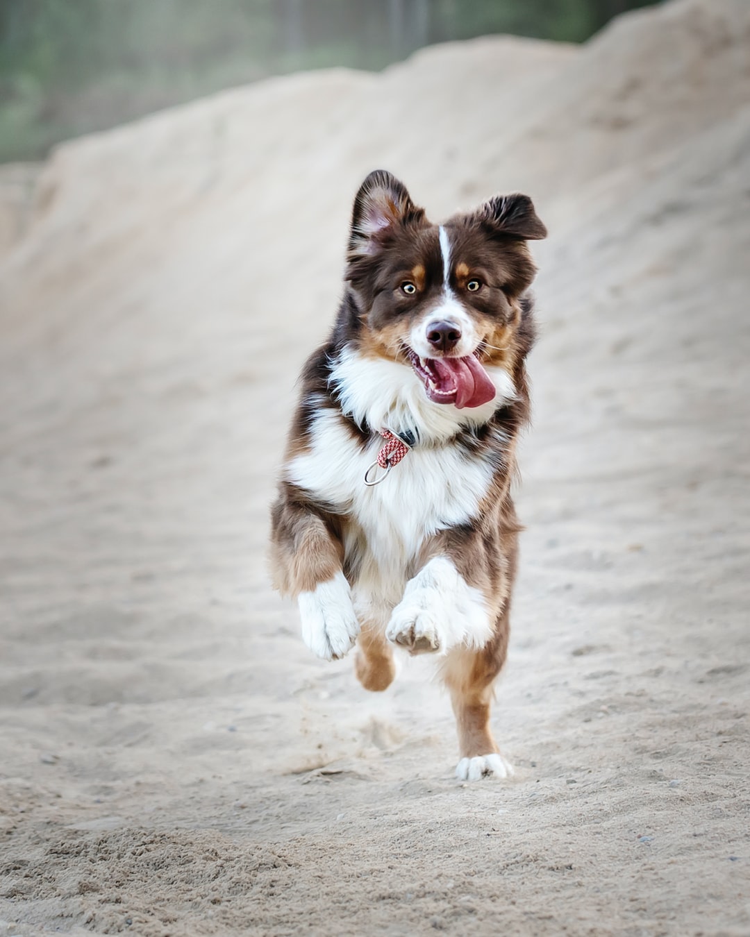 Breed Spotlight: Australian Shepherd - Animal Behavior College