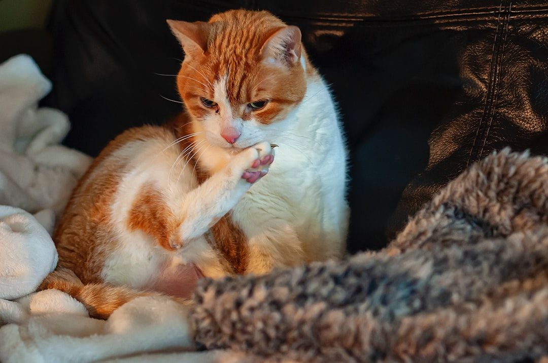 How to Stop Cats From Scratching Leather Furniture The Ultimate Guide