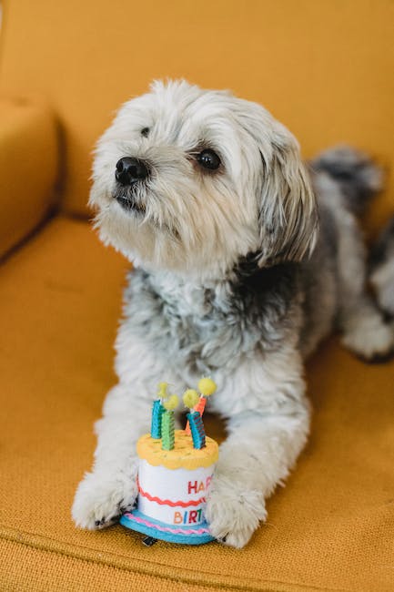 Where To Buy the Best Dog Birthday Cakes Erie News Now WICU