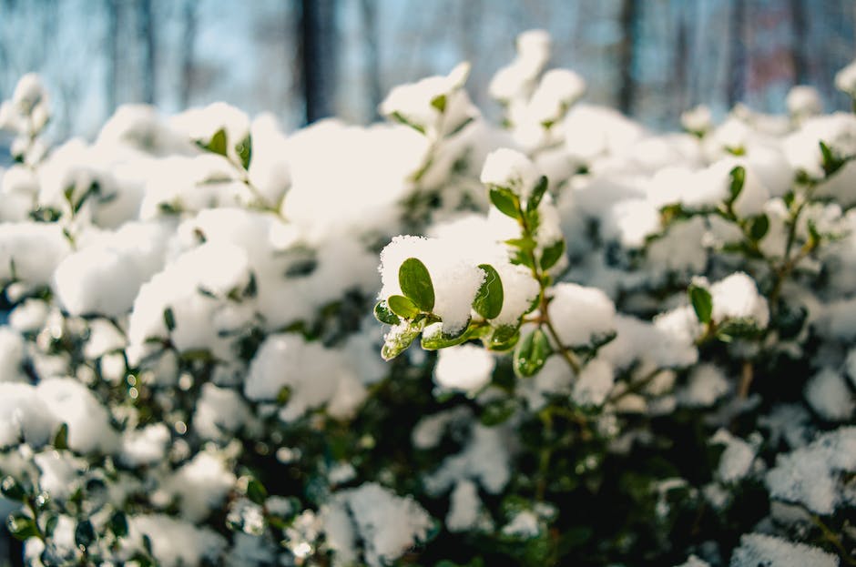 Gardener's Guide to Winter Plant Protection