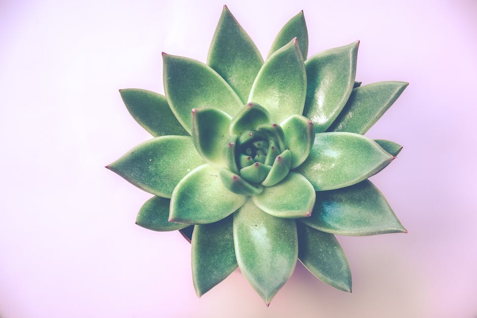 How To Get Rid Of Gnats on Succulents