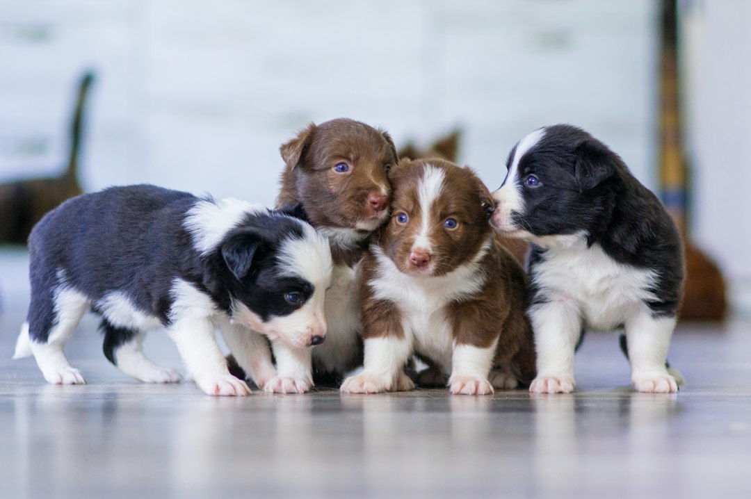 Ultimate Australian Shepherd Puppy Shopping List: Checklist of 23