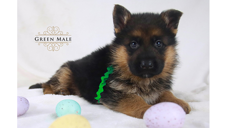 Kennel goldberg german shepherd dogs best sale