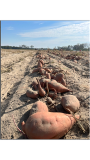 The Potato Revolution: How This Humble Superfood Is Redefining Healthy Eating